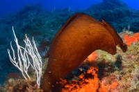 aplysie fasciée ou lièvre de mer, mottled sea hare, (Aplysia fasciata)