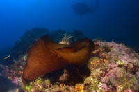 aplysie fasciée ou lièvre de mer, mottled sea hare, (Aplysia fasciata)
