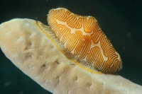 Gastropoda (Class)-Caenogastropoda (Subclass) : monnaie caraïbe sinuée, fingerprint snail, (Cyphoma signatum)