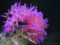 20090725_16h51mn45s