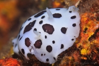 Doris dalmatien, dotted sea-slug, (Peltodoris atromaculata)