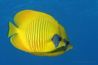 20100402_11h22mn28s_raba_hurghada