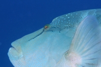 20100402_11h57mn42s_raba_hurghada