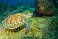 tortue - turtle